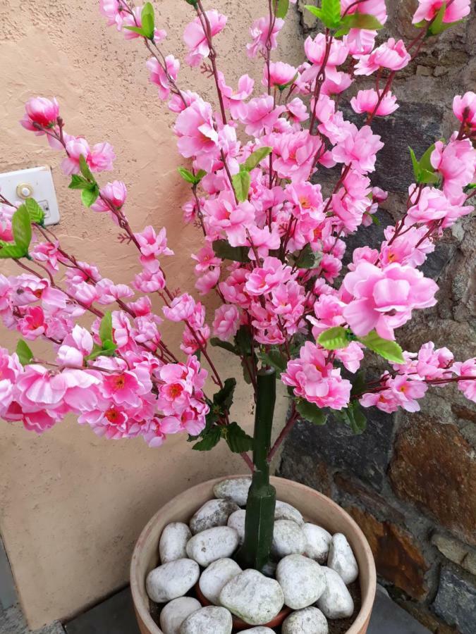 Holiday Home Casa Stefi Piazzogna Zewnętrze zdjęcie